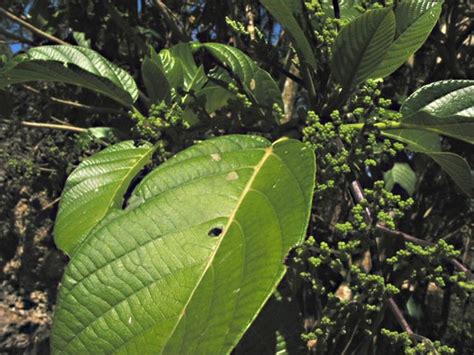 lipang kalabaw alingatong tree|Dendrocnide meyeniana.